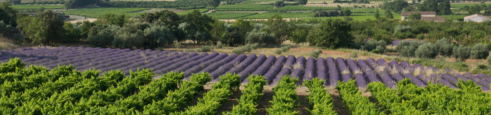 Rhône Valley Vineyards