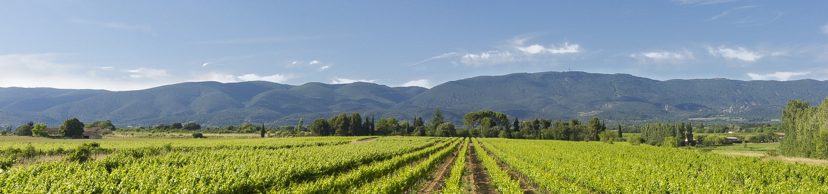 Luberon Vineyards