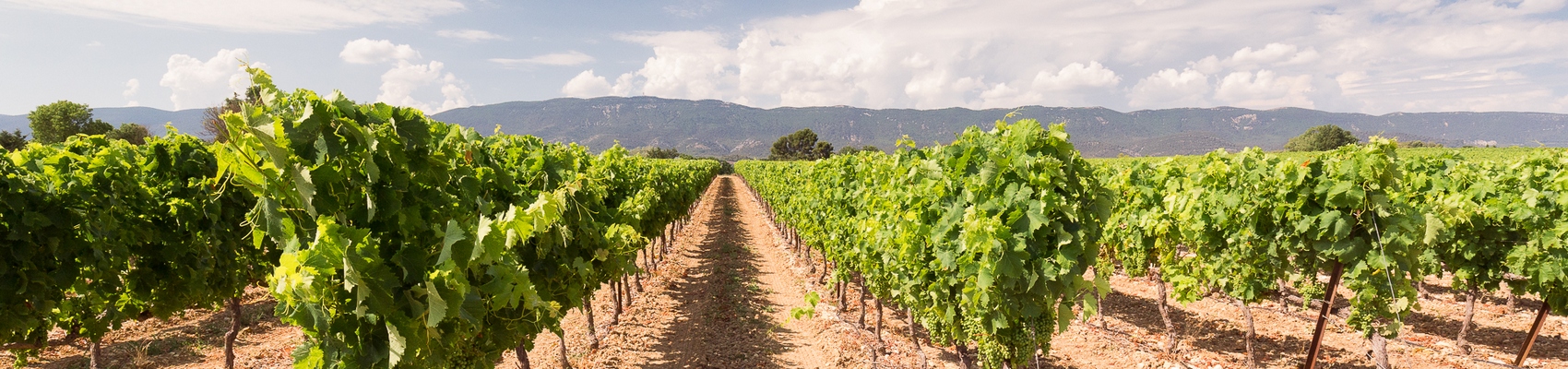 Ventoux Vineyards